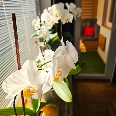 Art Downtown Apartament